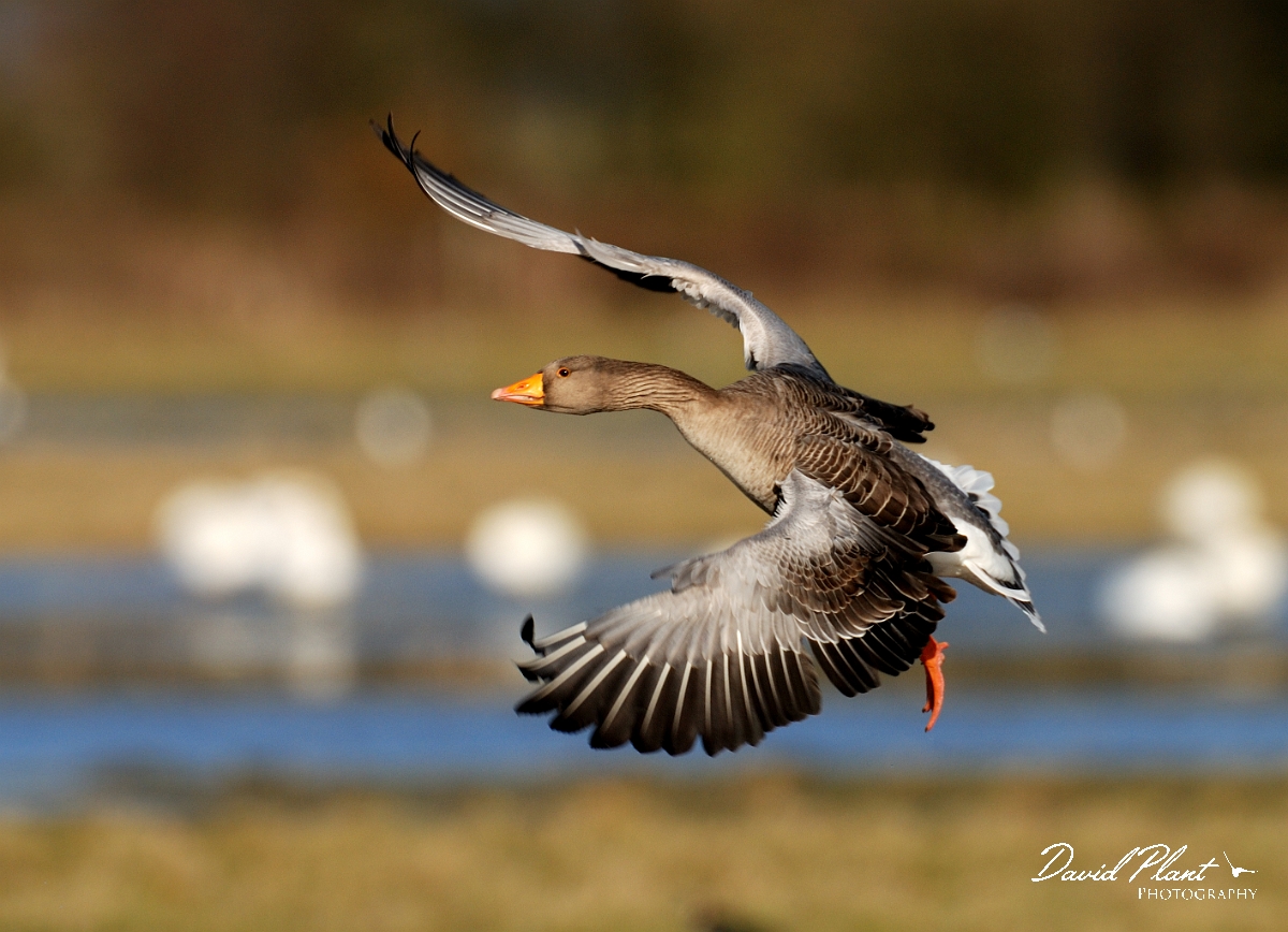 David Plant Photography - Wildlife Photographer - Greylag goose flying - C.jpg - Greylag goose in flight - Slimbridge